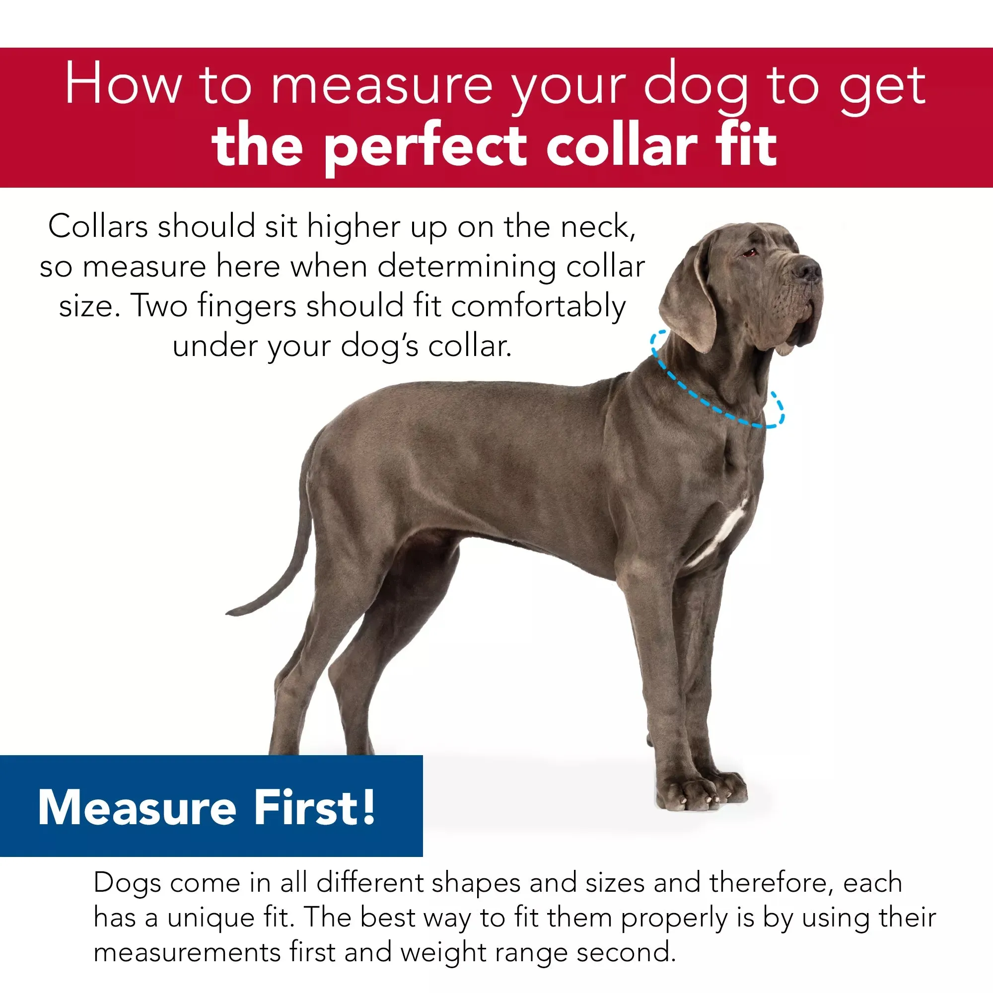 Coastal Pet Products Inspire Adjustable Fashion Dog Collar in Malachite Magic