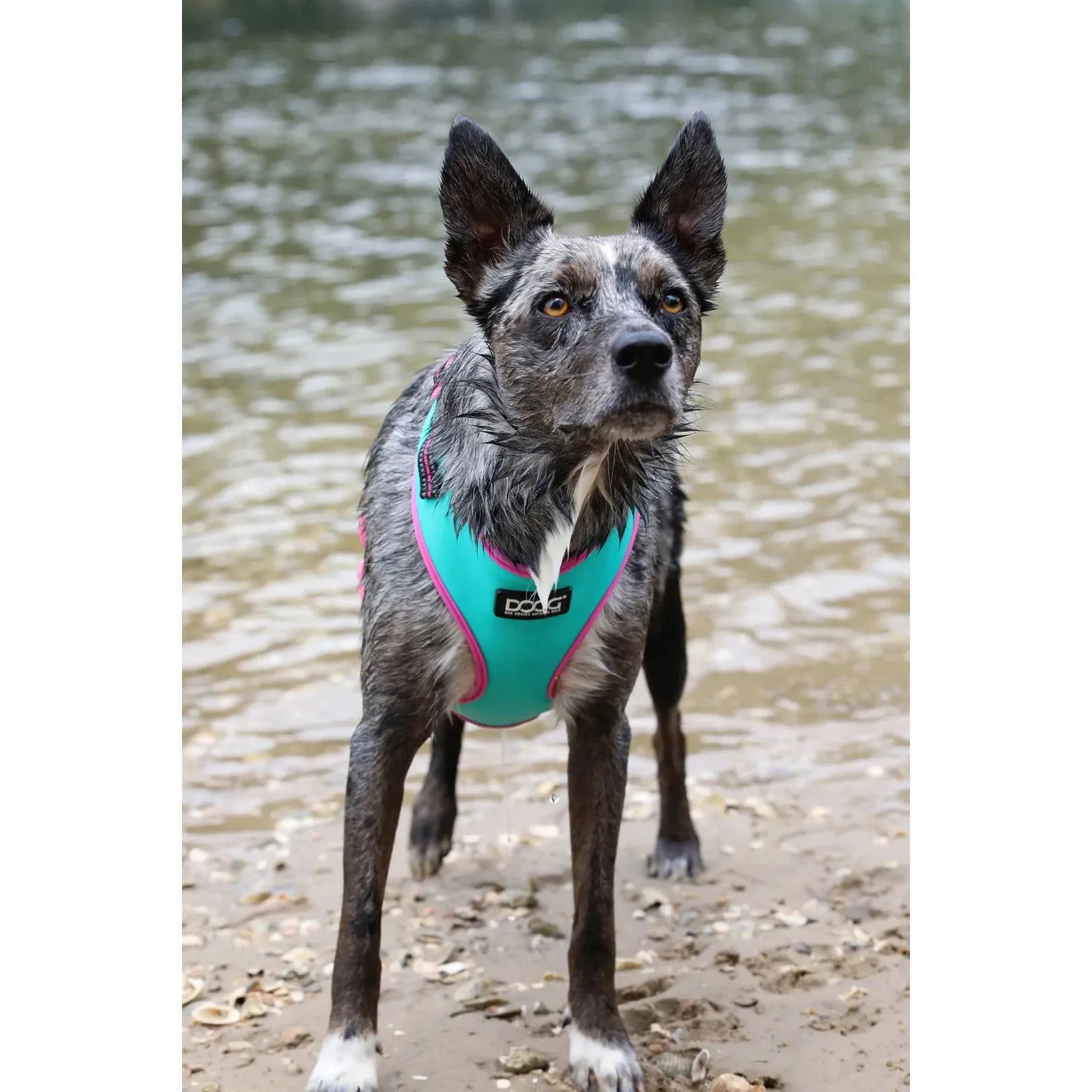 DOOG Neoflex Neoprene Rin Tin Tin Neon Teal and Pink Dog Harness Small